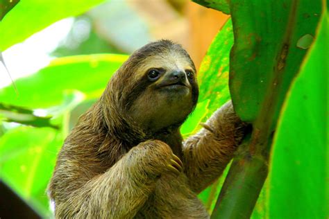 sloth in tagalog|Pagsasalin 'sloth' – Diksiyunaryo Ingles.
